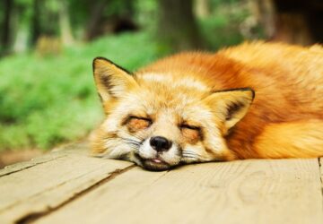 kertjeben eteti a rokakat