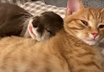 osszebujva alszik a vidra es egy voros cica