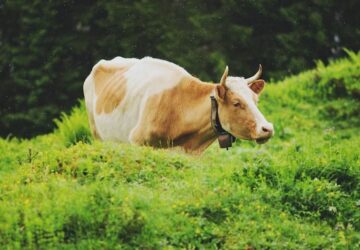 szarvasmarha narcisz