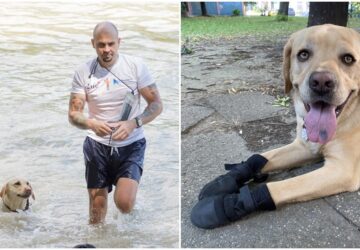 vakvezeto kutyak a hosegben