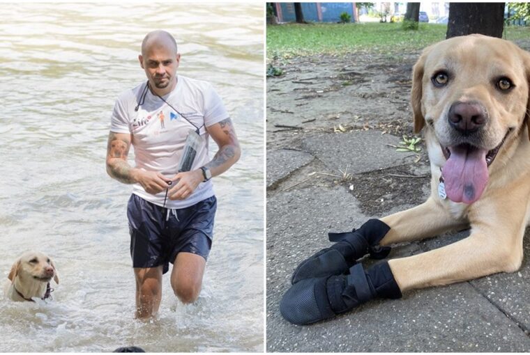 vakvezeto kutyak a hosegben