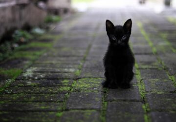 a fekete macskak is vagynak szereto gazdira