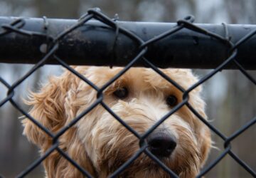 elelemhiany az allatmenhelyeken