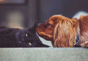 leggyakoribb mitoszok kutyakkal es macskakkal kapcsolatban 2