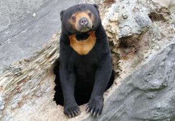 malaj medve vagy jelmezes ember