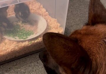 potapukaja lett a kiskacsaknak egy nemetjuhasz