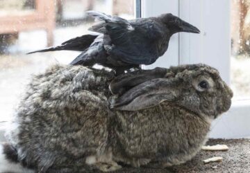 varju azt hiszi nyul