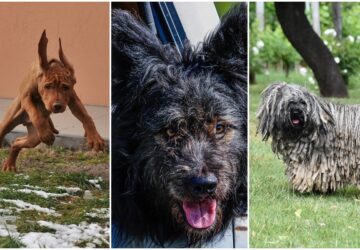 9 magyar kutyafajta hungarikum