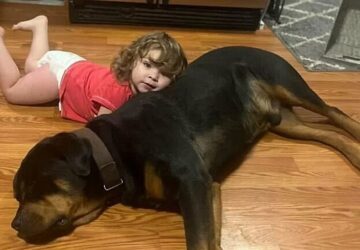 a csalad kutyaja mentette meg