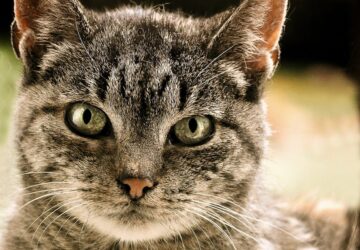 a vilag legregebbi macskaajtaja