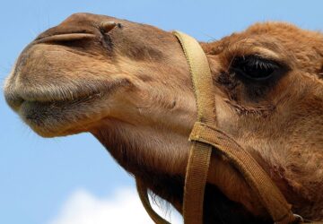 bert rendfenntarto teve