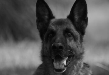 egy koncertre surrant be a kutya