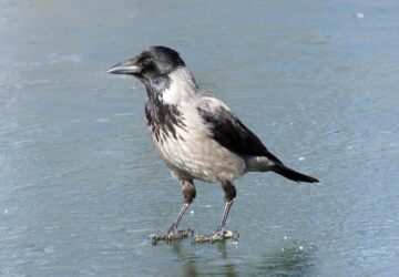 egy varju surgette meg a sunt