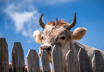 jo nagy marha az uj vilagrekorder