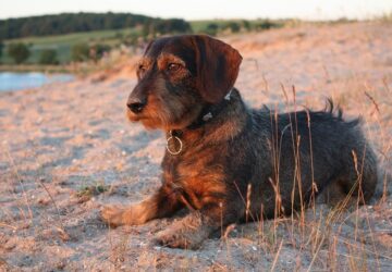 kutyavasar kistestu kutyakat keres a nav