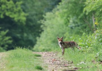 veszett rokat talaltak az ukran hatar kozeleben