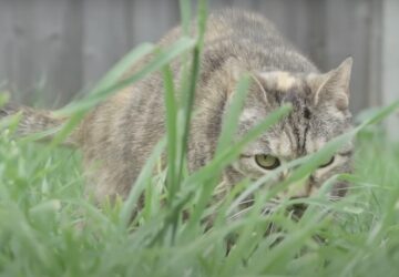 a vilag leghangosabban dorombolo macskaja