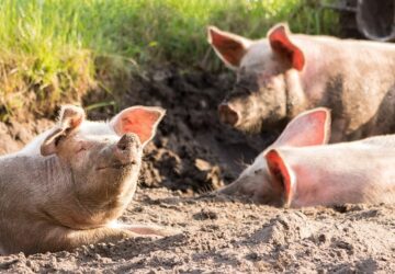 afrikai sertespestis