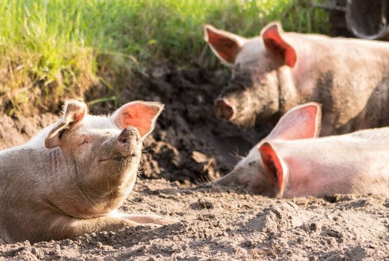 afrikai sertespestis