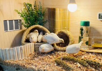 evi 300 tojast tojik a rutintyuk