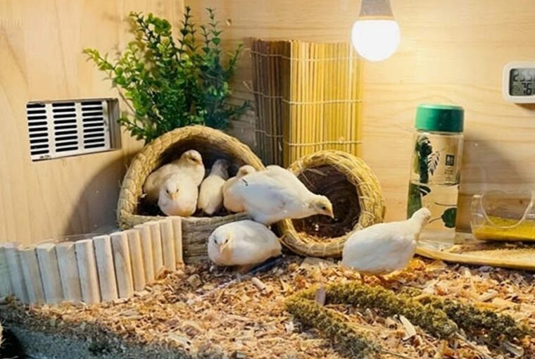 evi 300 tojast tojik a rutintyuk