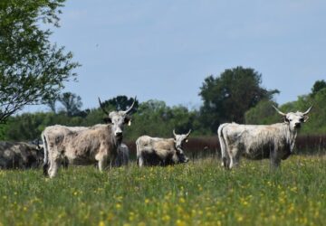 magyar szurkemarha hungarikum 3