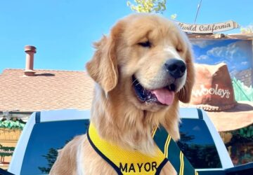 major max polgarmester kutya