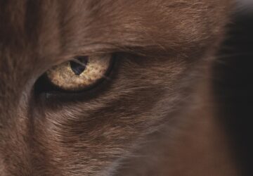 morcos macskak naptara