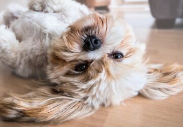 az ev kutyabarat helyei