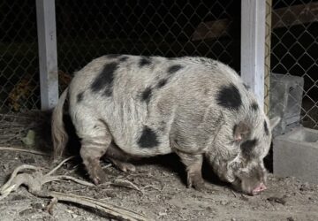 elveszett kevin bacon a rofi