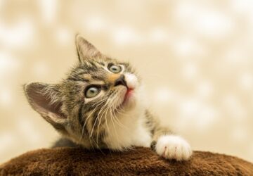 macska arckifejezes 3