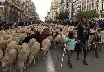 madrid foteren vonulnak a juhok