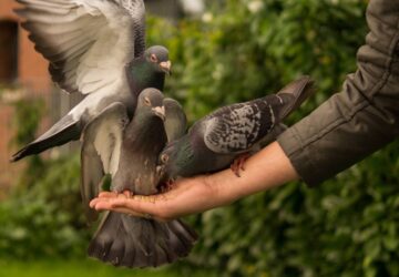 mike tyson galamb lengyelorszag