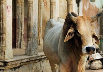 szentkent tisztelt szarvasmarhak