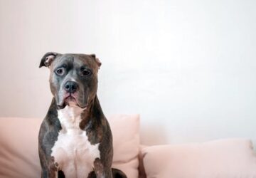 mit csinalnak kedvenceink ha epp nem vagyunk otthon