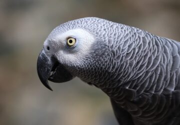 3 ev utan kerult elo a lopott papagaj