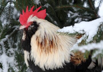 csirkek es kecskek orulnek a kidobott karacsonyfanak