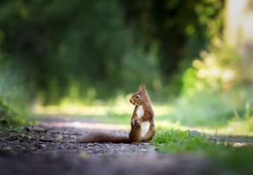 csokipapirok a kertben mokus 1