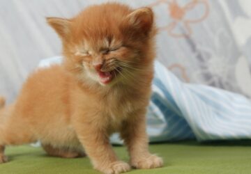 hajszarito fagytott kiscica