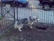 husky mentette meg a kornyeket a gazrobbanastol
