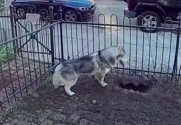 husky mentette meg a kornyeket a gazrobbanastol