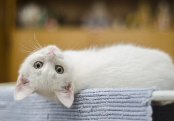 szingapurban tilos volt macskat tartani