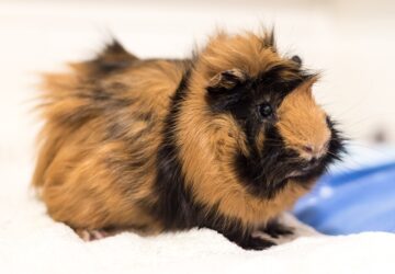 5+1 hasznos tanács kezdő tengerimalac tulajdonosoknak