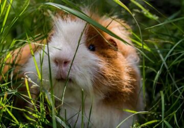 tengerimalacnak termeszt fuvet