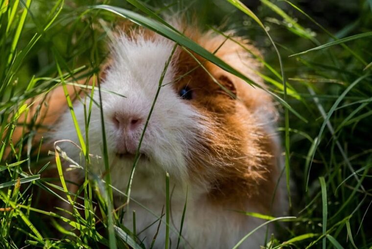 tengerimalacnak termeszt fuvet