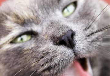 veszett macskat talaltak szabolcsban