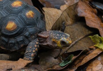 3d nyomtatoval keszult protezissel jar a teknos