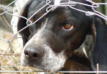 ebzarlat szabolcs szatmar bereg varmegyeben