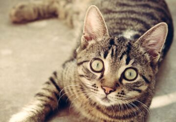 igy koszont jo reggelt a kobor macska