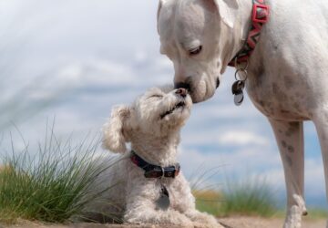 kutyakat keres a nav 1